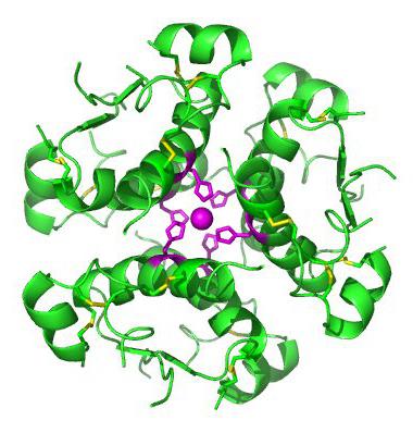 البنكرياس خلايا بعض بروتيني تنتجة هرمون صغير إنسولين